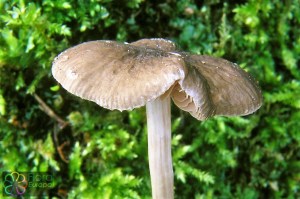 Geaderde hertenzwam Pluteus phlebophorus (2)8.jpg